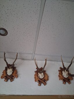Jelenie a srncie trofeje - 3