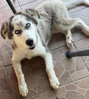 8 mesacny sibirsky husky - 3