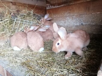 Burgudske králiki - 3