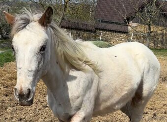 Kobylka Appaloosa - 3