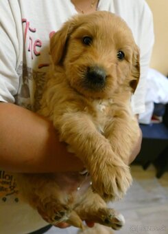 Goldendoodle - 3