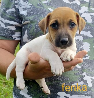 Jack russel terier šteniatka - 3