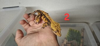 Pagekon riasnaty - 3