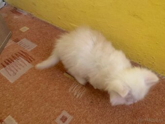 🐾 Perzské mačiatko 🐱 - 3