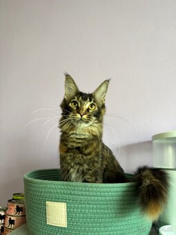 Maine coon / mainská mývalia mačka s pp - 3