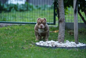 American Bully - 3