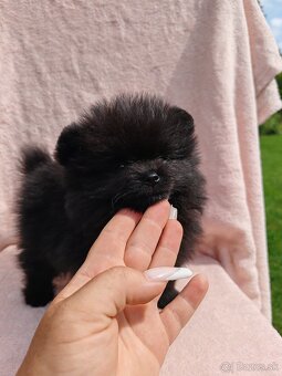 Pomeranian s PP - 3