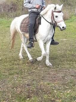 Predam jazdecku welsh pony kobylu - 3