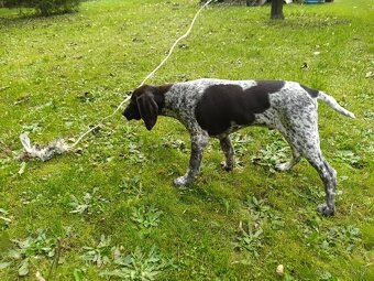 Německý krátkosrstý stavač - 3