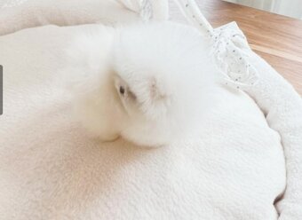 Šteniatka francúzskeho buldočka a pomeraniana sú k dispozíci - 3