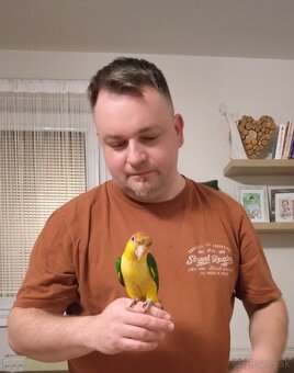 Predám amazonika bielobruchého - 3