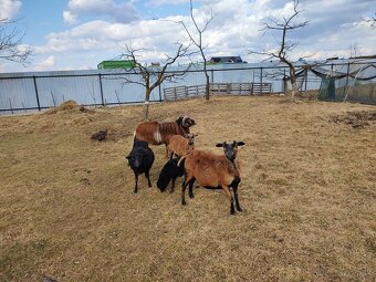 Ovce kamerúnske - 3