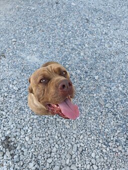 Bandog - 3