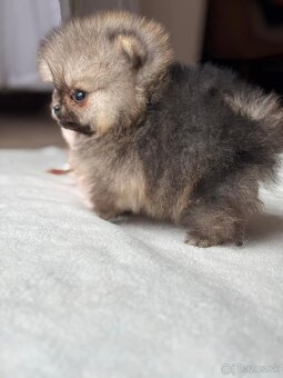 Pomeranian mini - 3