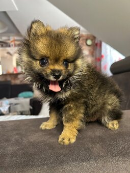 Šteniatko pomeranian - 3