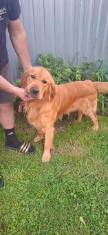 Zlatý retriever - 3