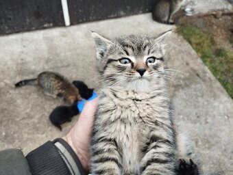 Darujem mačiatka - 3