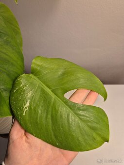 Biela monstera 3ks - 3