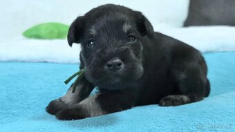 Bradáč malý čiernostrieborný s PP - 3