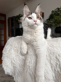 Mainská mývalia s PP _ Maine Coon - 3