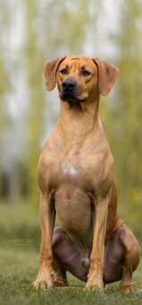 Přijímáme rezervace na štěňátka Rhodéský ridgeback s PP - 3