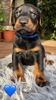 Šteniatka DOBERMAN - 3