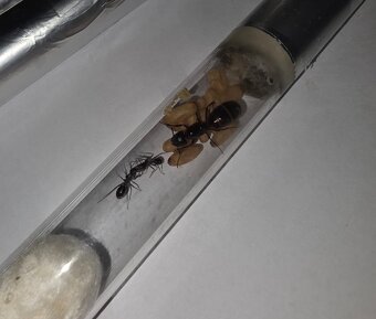 Mravce Camponotus Ligniperda - 3