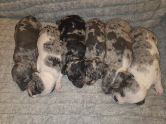 Šteniatka jazvečíka trpasličieho - 3