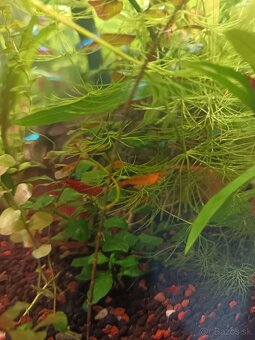 Krevety, krevetky - 3