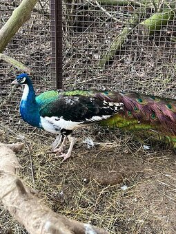 Pávy - predám / vymením - 3