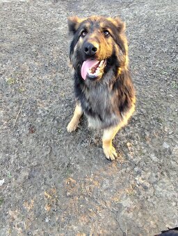 Nemecký ovčiak darujem - 3