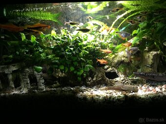 Akvárium terra 85L - 3