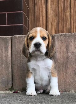 Beagle Bigel Bigl s PP FCI - 3