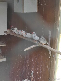 Zebrička, zebričky - 3