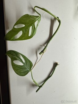 Monstera adansonii “ Indonesian marble “ - 3
