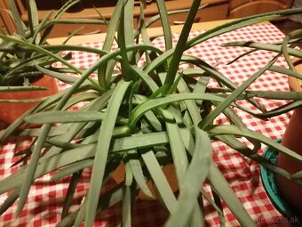 Aloe vera - 3