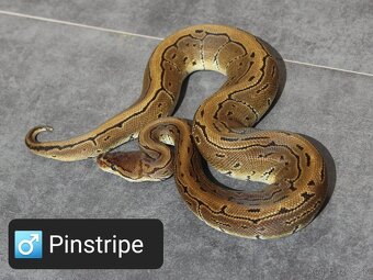 Python regius - 3