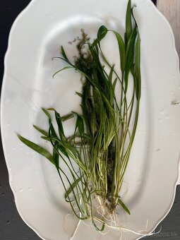 Akvarijne rastlinky - 3