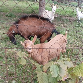 Predám dvoch capkov - 3