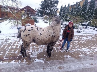 Predam ponika valacha unikat - 3