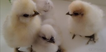 Kuriatka usa hodvabničky - 3