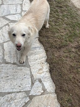 Darujem šteniatko. - 3