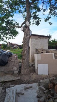 Darujem kmen orecha za vyrezanie - 3