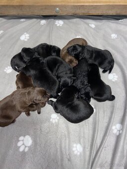 Labradorský retríever s PP - černá a čokoládová štěňátka - 3