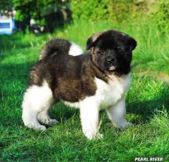 Americká Akita - 3