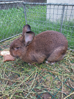 Predám králiky - 3