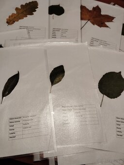 Školský herbár jesenných listov (ovocné,lesné, okrasné) - 3