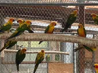 Arartinga slnečná- predaj  - 3