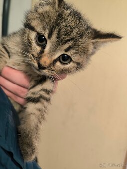 HĽADÁME TVOJE LÁSKAVÉ RUKY - 3