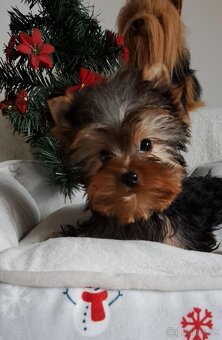 YORKSHIRE TERRIER - yorkšírsky terier - 3